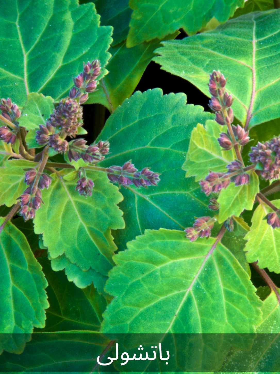 0134 - PATCHOULI NATURAL