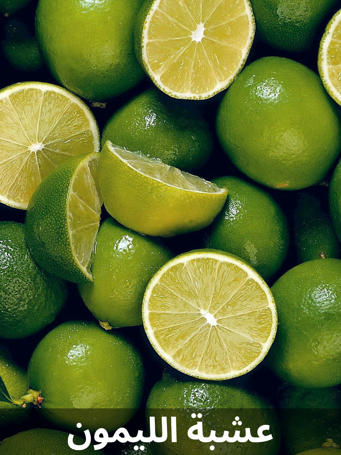 0817  -  LEMON GRASS & عشبة الليمون