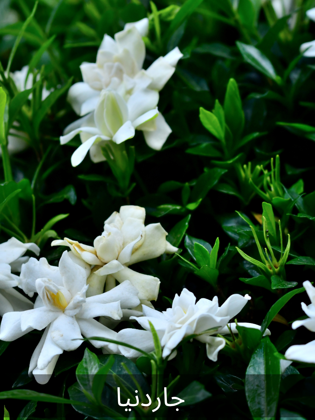 0893 - GARDENIA